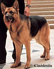 Rex