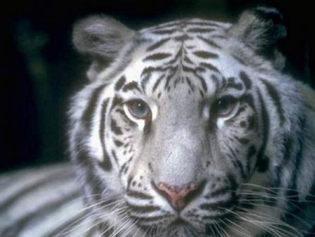 Un tigre