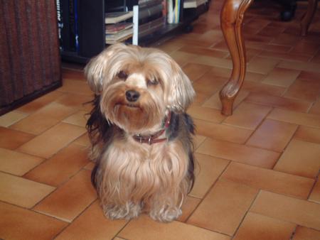 miette