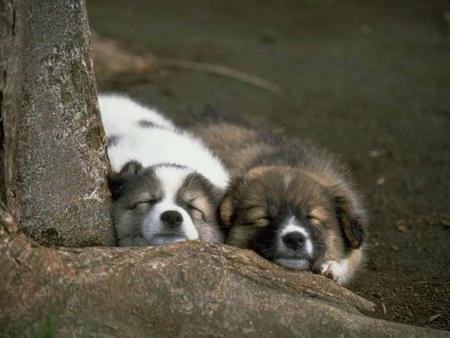 deux chiens