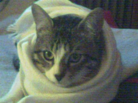 MA TIGRETTE