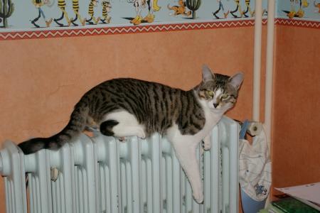 Ma tigrette