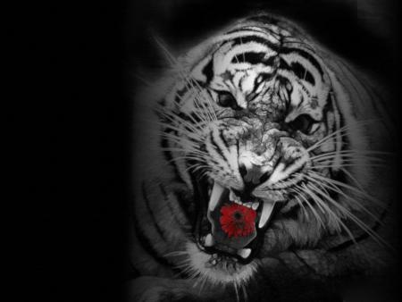 un tigre