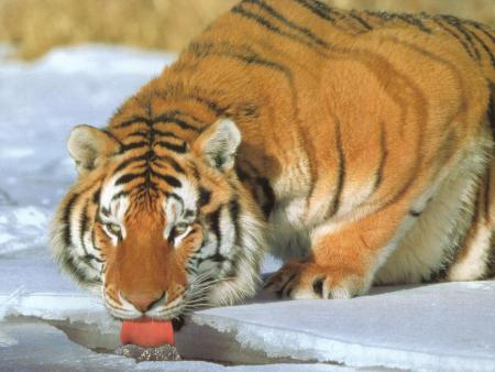 un autre tigre